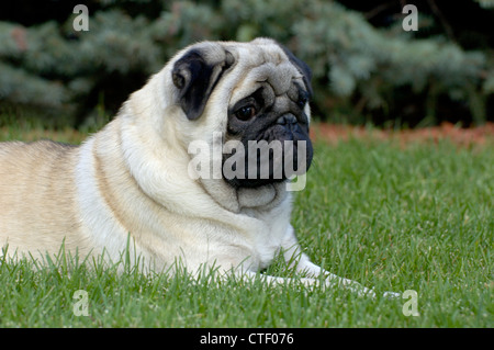 Pug sdraiato in erba Foto Stock