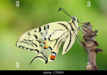 Appena tratteggiato a farfalla a coda di rondine (Papilio machaon) Foto Stock