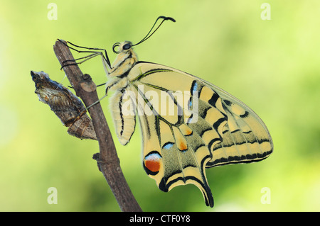 Appena tratteggiato a farfalla a coda di rondine (Papilio machaon) Foto Stock