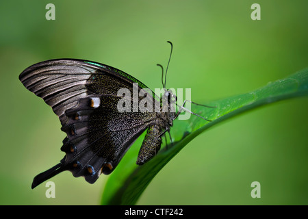 A coda di rondine di smeraldo (Papilio palinurus) farfalla appollaiato sulla lamina Foto Stock