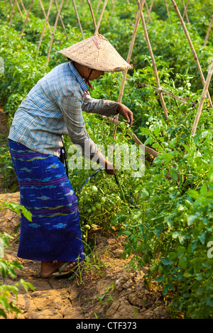 Donna agricoltura in Myanmar Foto Stock