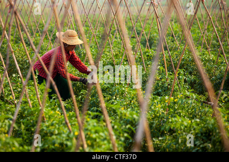 Donna allevamento di pomodoro in Myanmar Foto Stock