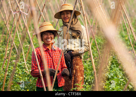 Le donne di allevamento di pomodoro in Myanmar Foto Stock