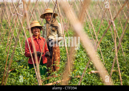 Le donne di allevamento di pomodoro in Myanmar Foto Stock