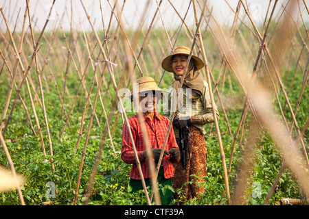 Le donne di allevamento di pomodoro in Myanmar Foto Stock