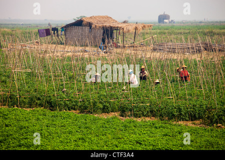 Le donne di allevamento di pomodoro in Myanmar Foto Stock