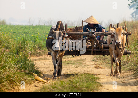 Coltivatore su un carrello vicino a Mandalay, Myanmar Foto Stock