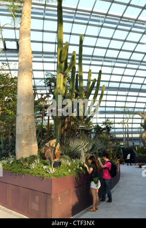 Visitatori ammirare e fotografare il cactus all'interno del fiore conservatorio Dome a giardini dalla Baia di Singapore. Foto Stock