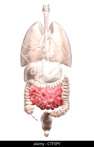 Biomedical illustrazione che mostra umana di organi interni Foto Stock