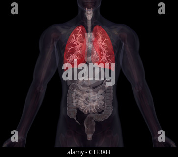 Biomedical illustrazione che mostra umano gli organi interni con polmoni indicato in rosso Foto Stock