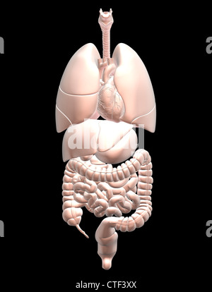 Biomedical illustrazione che mostra umana di organi interni Foto Stock