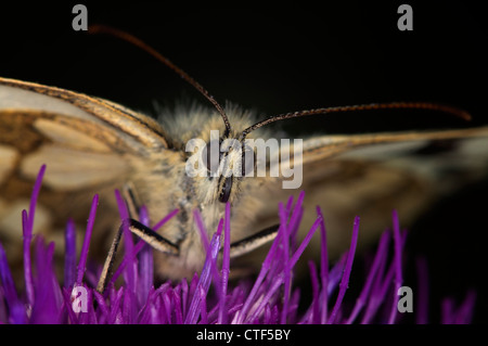 Bianco Marmo Butterfly Foto Stock