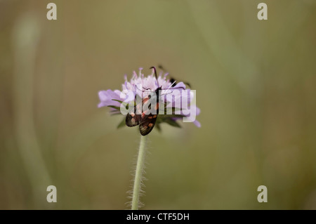 Sei in loco falena Burnett (Zygaena filipendulae) Foto Stock