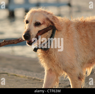 Foto di wet labrador retriever tenendo un pezzo di log accanto al lago d acqua Foto Stock