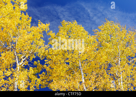 Autunno vista sulla foresta di giallo leafed aspen alberi, Nord del Minnesota, Stati Uniti d'America. Foto Stock
