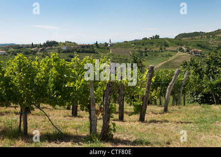 La vista delle colline del Collio Sloveno vigneti Foto Stock