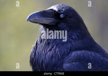 Raven nel Parco Nazionale di Yellowstone Foto Stock