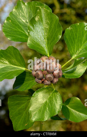 Edera Hedera helix (Araliaceae) Foto Stock