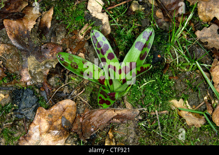 Inizio PURPLE ORCHID Orchis mascula (Orchidaceae) Foto Stock