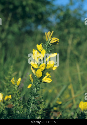 GORSE Ulex Europaeus (Fabaceae) Foto Stock