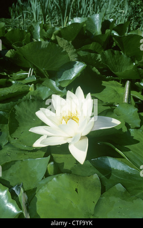 Ninfea Bianca Nymphaea alba (Nymphaeaceae) Foto Stock