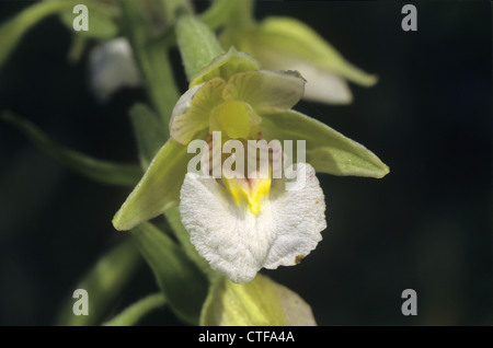 Elleborina palustre Bergonii palustris (Orchidaceae) Foto Stock