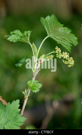 Ribes rosso Ribes rubrum (Grossulariaceae) Foto Stock