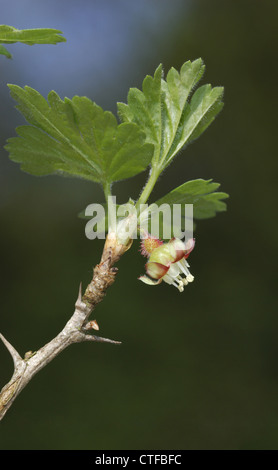 Uva spina Ribes uva-crispa (Grossulariaceae) Foto Stock