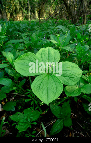 Erba-Paris Paris quadrifolia (Liliaceae) Foto Stock