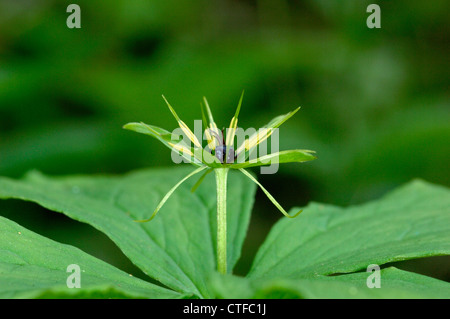 Erba-Paris Paris quadrifolia (Liliaceae) Foto Stock