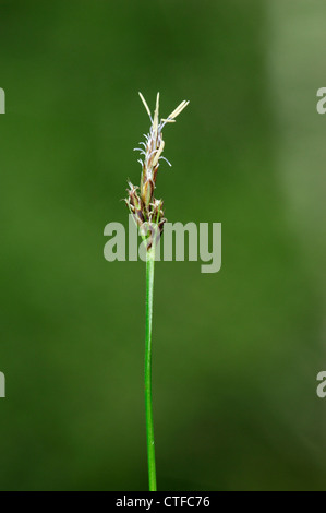 Comune di SPIKE-RUSH Eleocharis palustris (Cyperaceae) Foto Stock