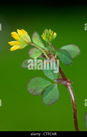 Minore di trifoglio di luppolo Trifolium dubium (Fabaceae) Foto Stock