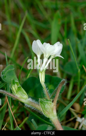 Trifoglio sotterraneo Trifolium subterraneum (Fabaceae) Foto Stock