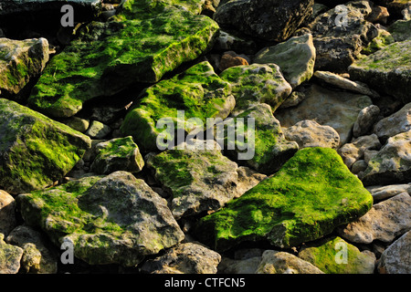 Rocce calcaree rivestita con alghe lungo la riva del Lago Winnipeg Hecla/Mola Parco Provinciale, Manitoba, Canada Foto Stock