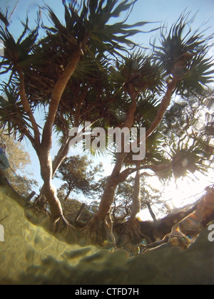 Guardando il Pandanus palm attraverso chiare la superficie dell'acqua, Eli Creek, l'Isola di Fraser Area del Patrimonio Mondiale, Queensland, Australia Foto Stock