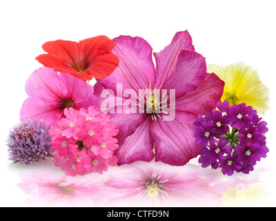 Coloratissimi fiori freschi ,Close Up per lo sfondo Foto Stock