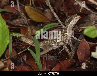 I capretti Basilisco marrone Foto Stock