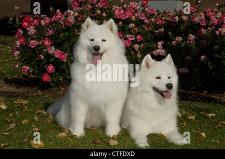 Samoiedo seduto con altri che giace accanto a Foto Stock