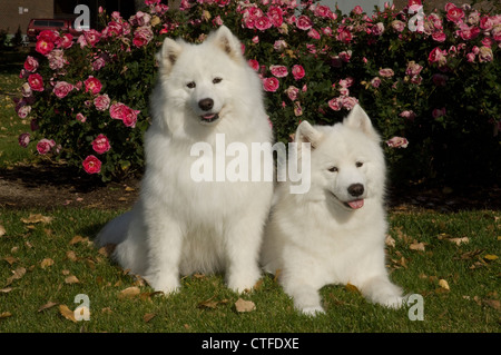 Samoiedo seduto con altri che giace accanto a Foto Stock