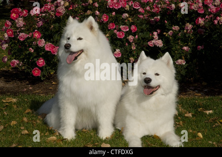 Samoiedo seduto con altri che giace accanto a Foto Stock