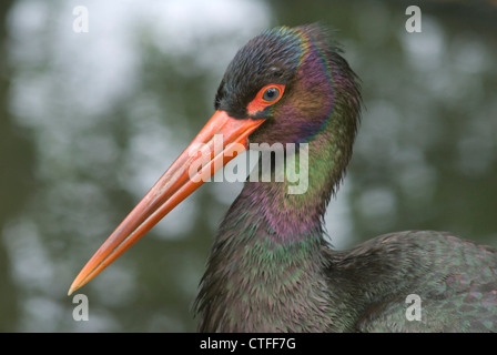 Cicogna Nera (prigioniero) (Ciconia nigra) testa a Pensthorpe Foto Stock