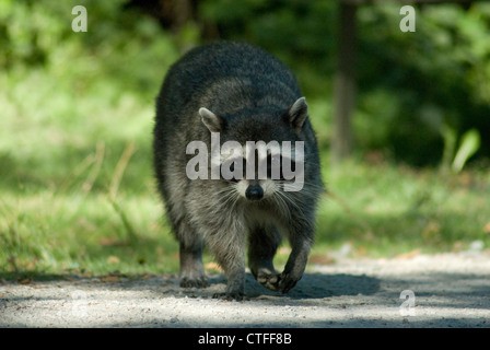 Racoon comune (Procione lotor) in Stanley Park, Vancouver Foto Stock