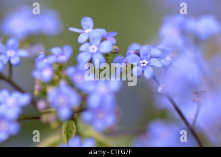 Dimenticare di legno-me-non (Myosotis sylvatica) in fiore, England, Regno Unito Foto Stock