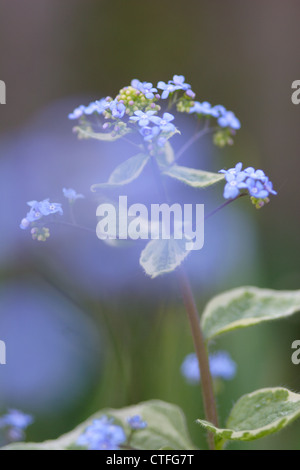 Dimenticare di legno-me-non (Myosotis sylvatica) in fiore, England, Regno Unito Foto Stock