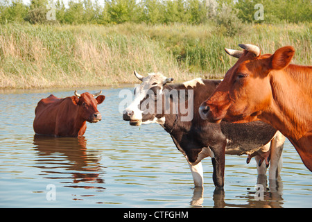 Vacche è liberato dal calore estivo nel fiume Foto Stock