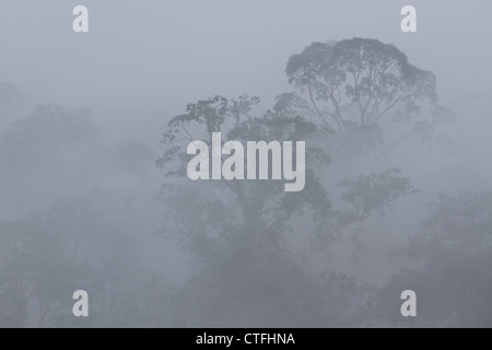 Nebbia di mattina nella Danum Valley Borneo Sabah Malaysia. Foto Stock