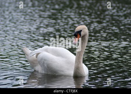 Adulto Cigno Cygnus olor in stagno, Cheltenham, Inghilterra Foto Stock