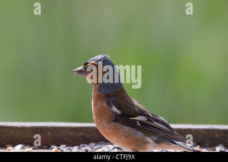 (Fringuello Fringilla coelebs) appollaiato su un tavolo di alimentazione Foto Stock