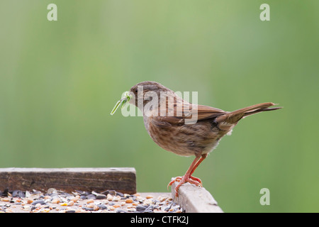 Dunnock (Prunella modularis) alimentazione su una tabella di uccelli Foto Stock
