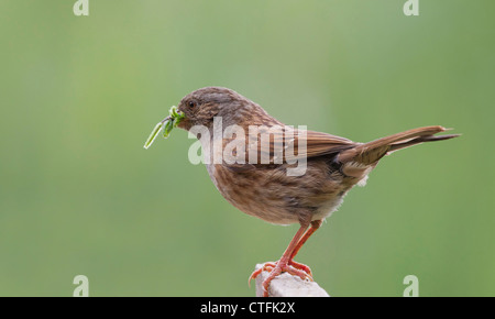 Dunnock (Prunella modularis) alimentazione su una tabella di uccelli Foto Stock